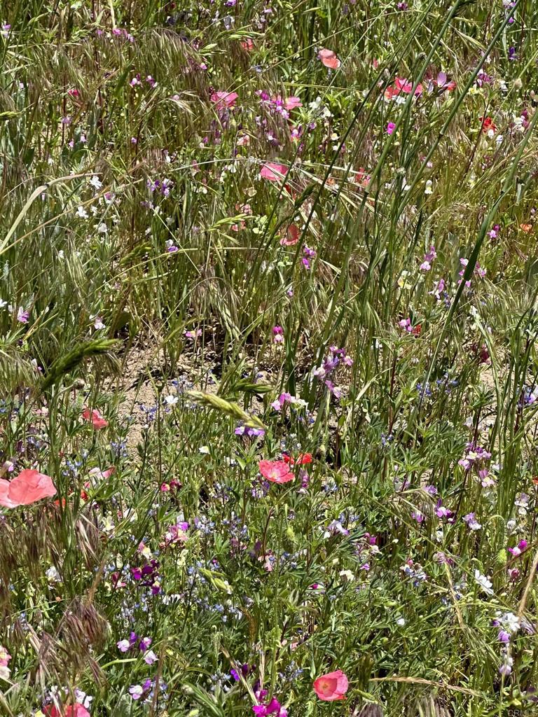 25770 East Grade Road Santa Ysabel, CA 92070 - Photo 73 of 75 a small yard with flowers