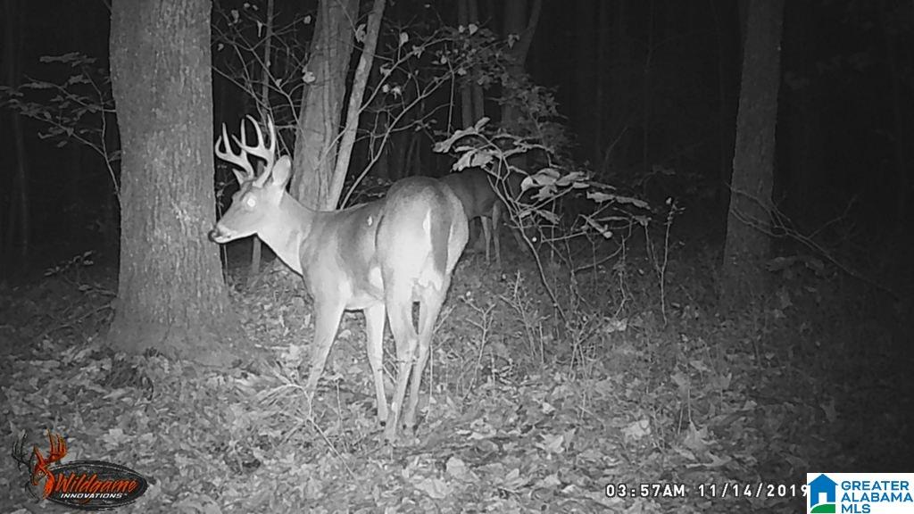 615 Fox Trot Road Talladega, AL 35160 - Photo 29 of 31