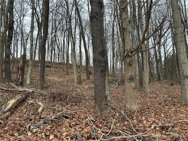 a view of a yard with large trees