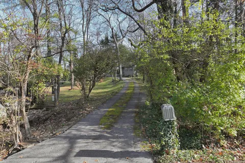 a close up of a plant in a garden