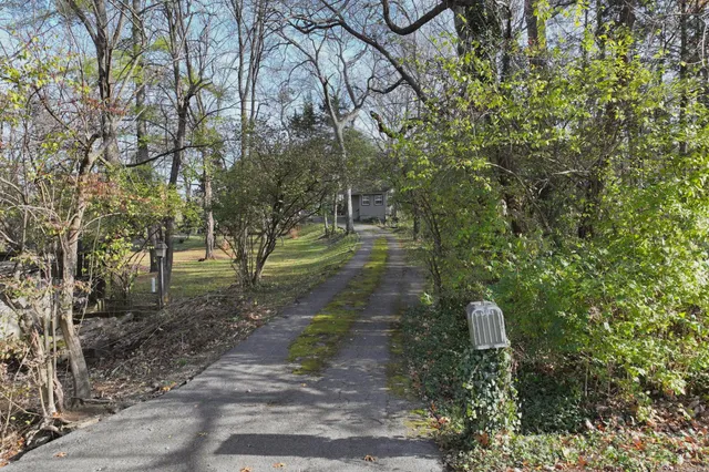 a close up of a plant in a garden
