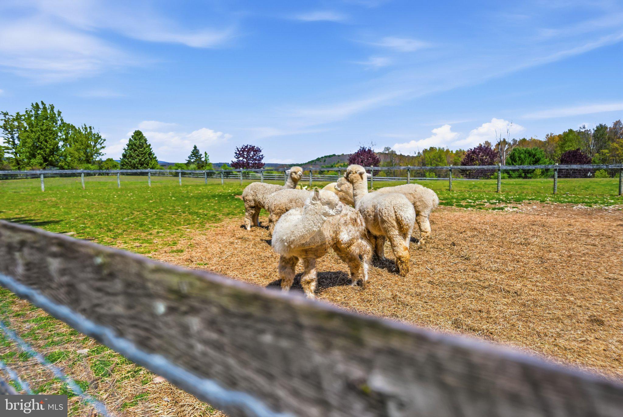 216 Merwinsburg Road Effort, PA 18330 - Photo 68 of 75 Sheep grazing under a sunny sky.