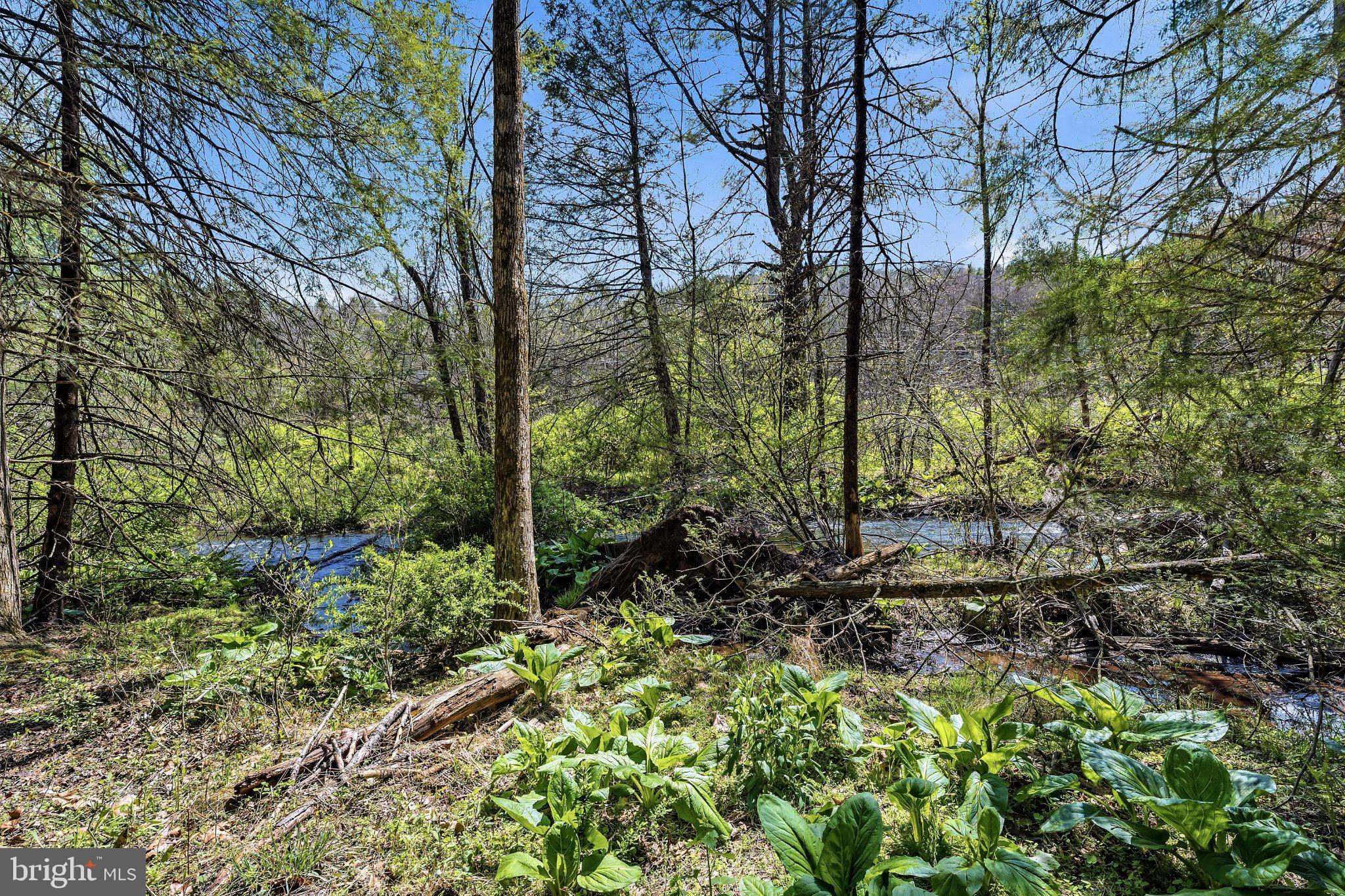 216 Merwinsburg Road Effort, PA 18330 - Photo 74 of 75 Serene forest stream in springtime.