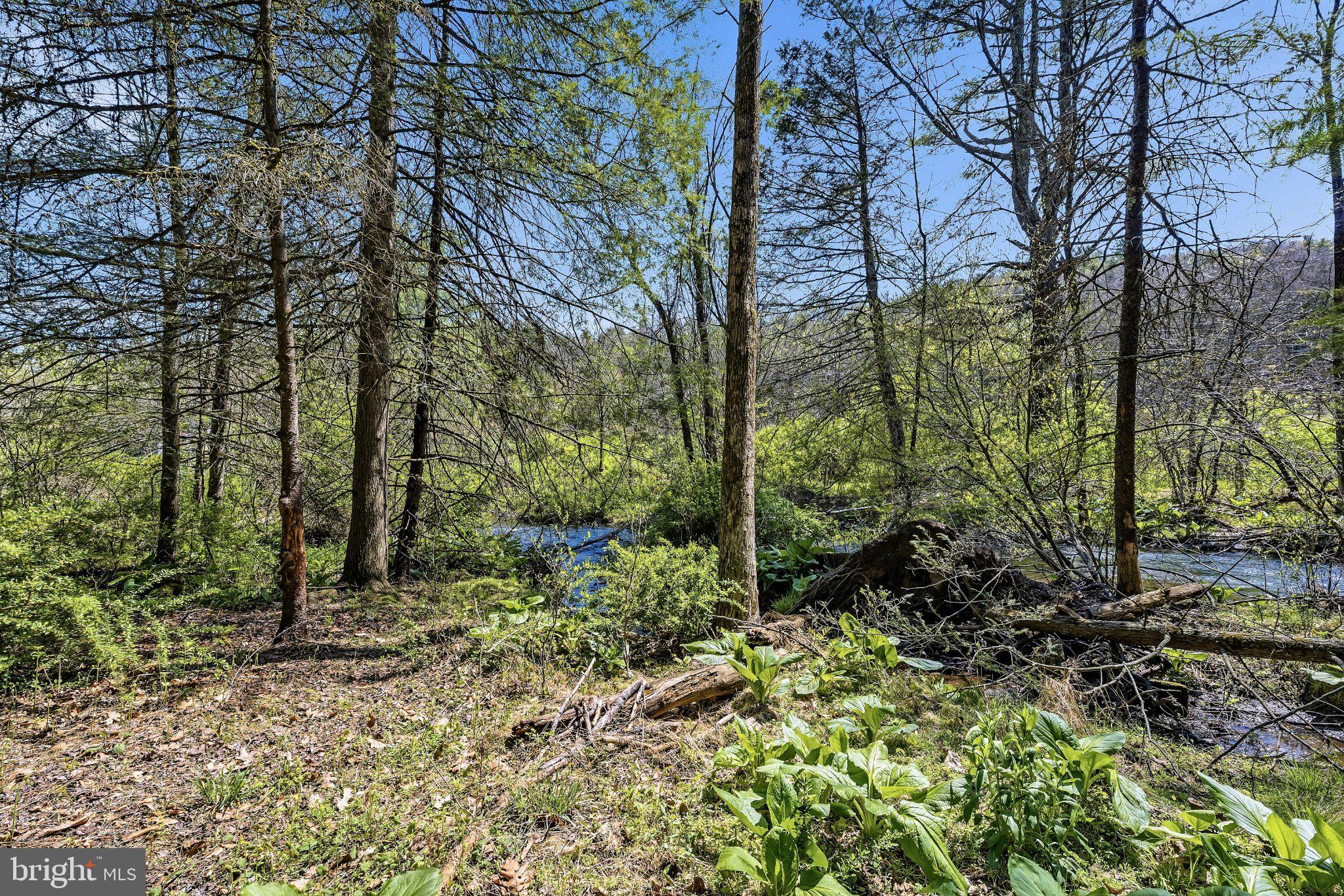 216 Merwinsburg Road Effort, PA 18330 - Photo 75 of 75 Tranquil forest by a gentle stream.
