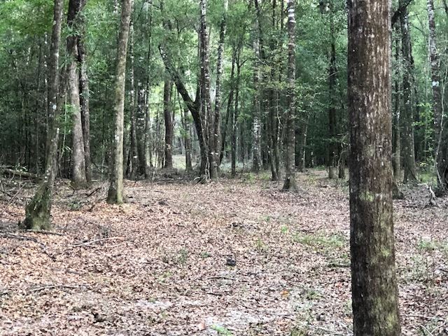 65-ac Straughn School Road Andalusia, AL 36421 - Photo 39 of 47 Gallery Image 39