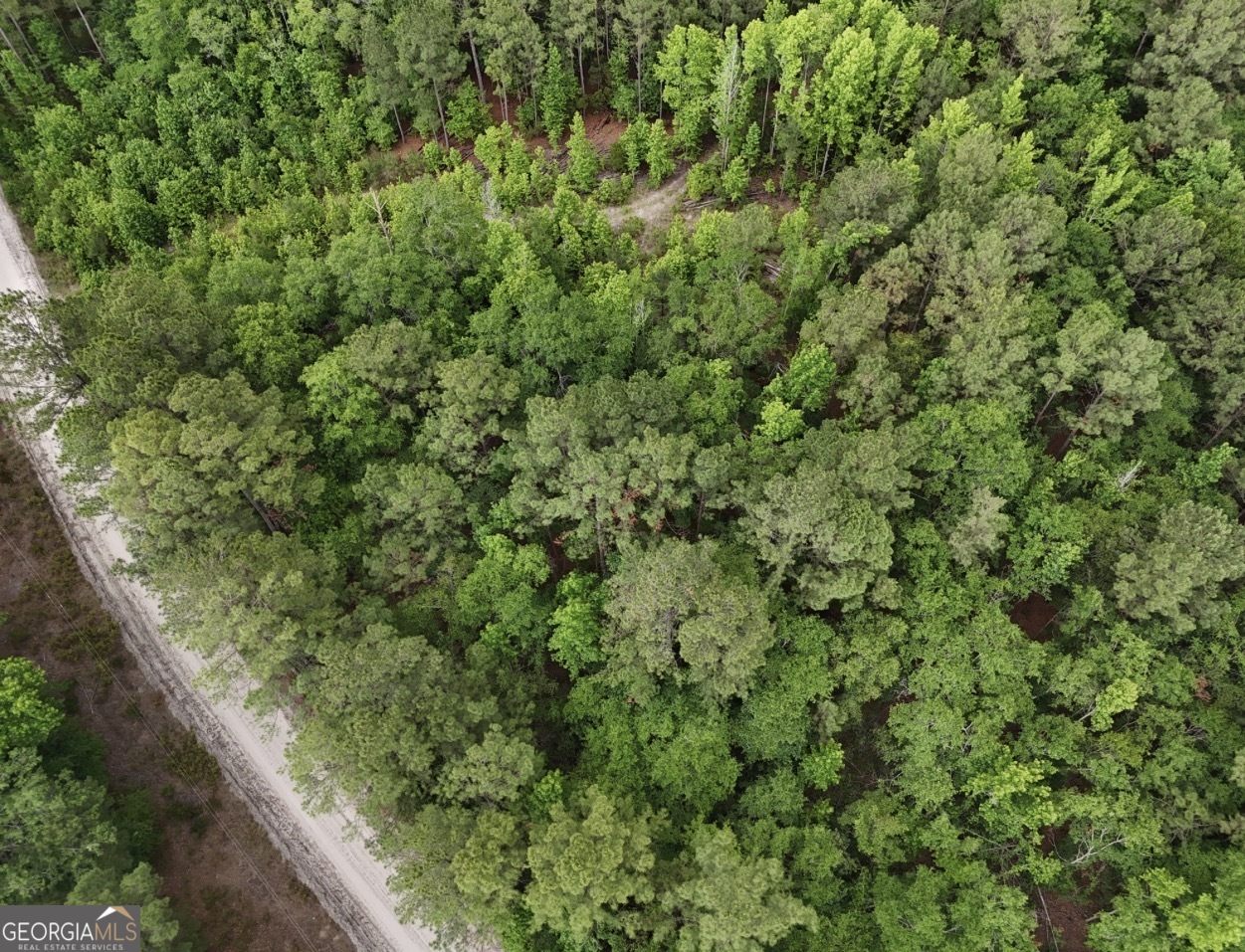 0 Duck Pond Road Sylvania, GA 30467 - Photo 8 of 8 a view of a forest with a street