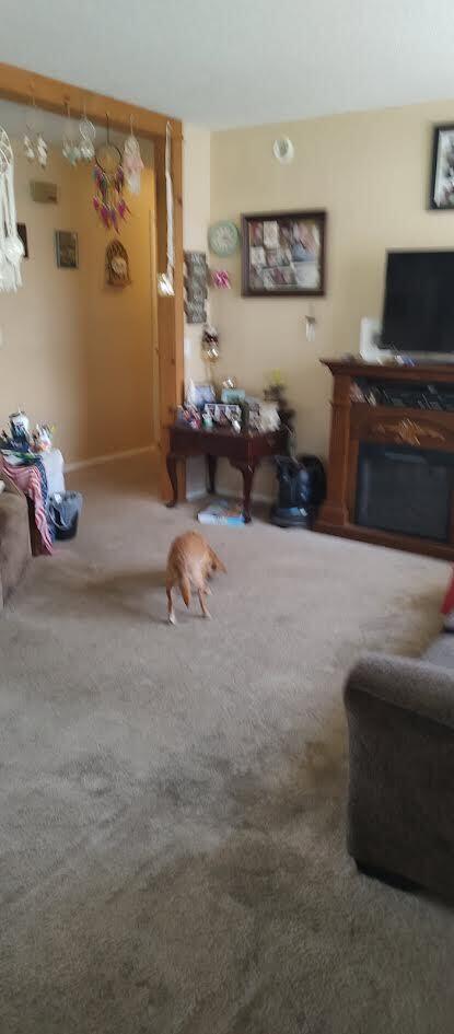 277 Cemetery Road Spring City, TN 37381 - Photo 10 of 16 10