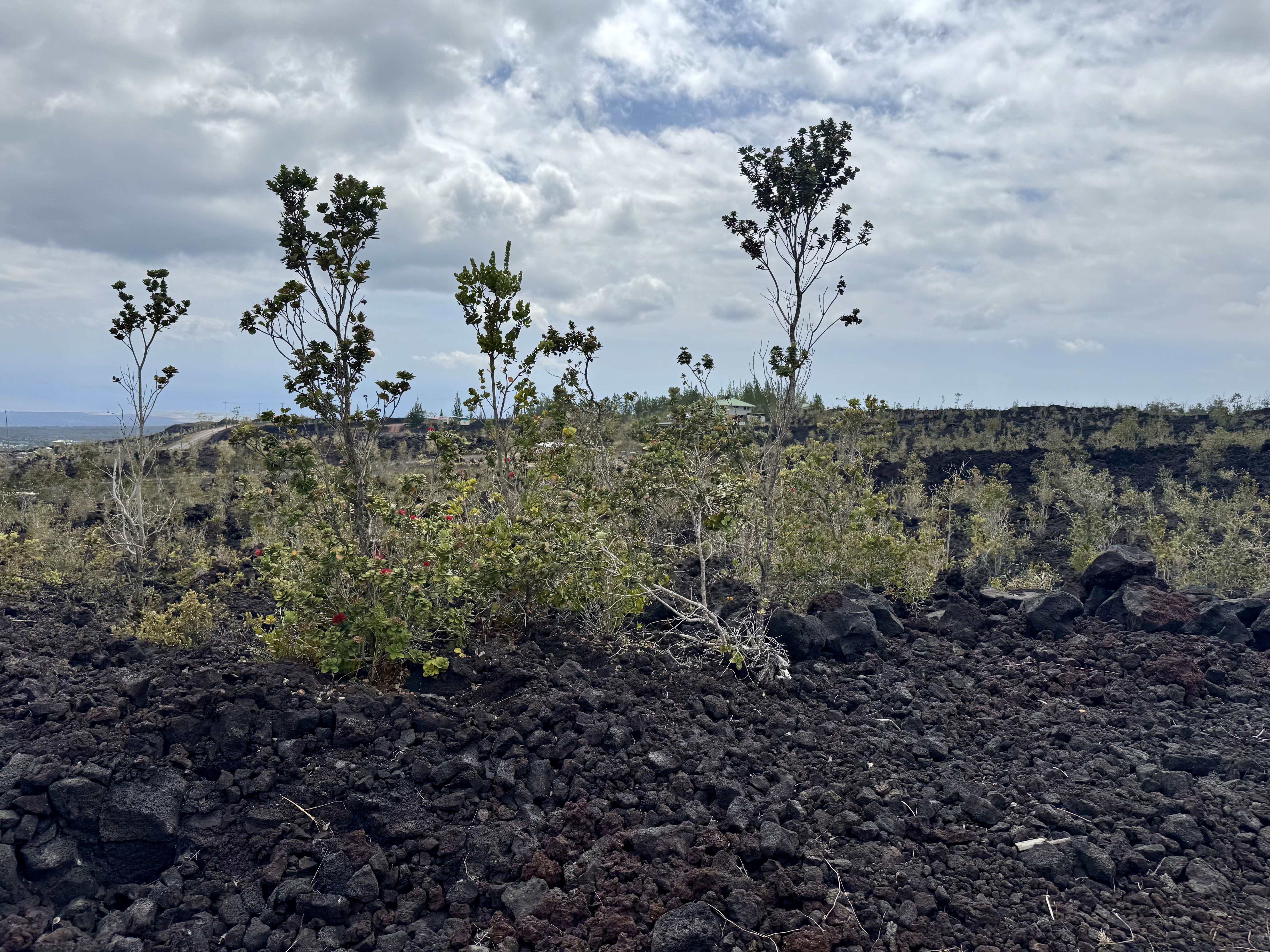24 Lot Ocean View Ocean View, HI 96704 - Photo 30 of 30 a view of a garden