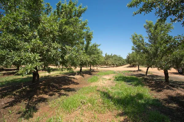 $3,500,000 | 8972 Palermo-Honcut Highway, Oroville, CA 95966
