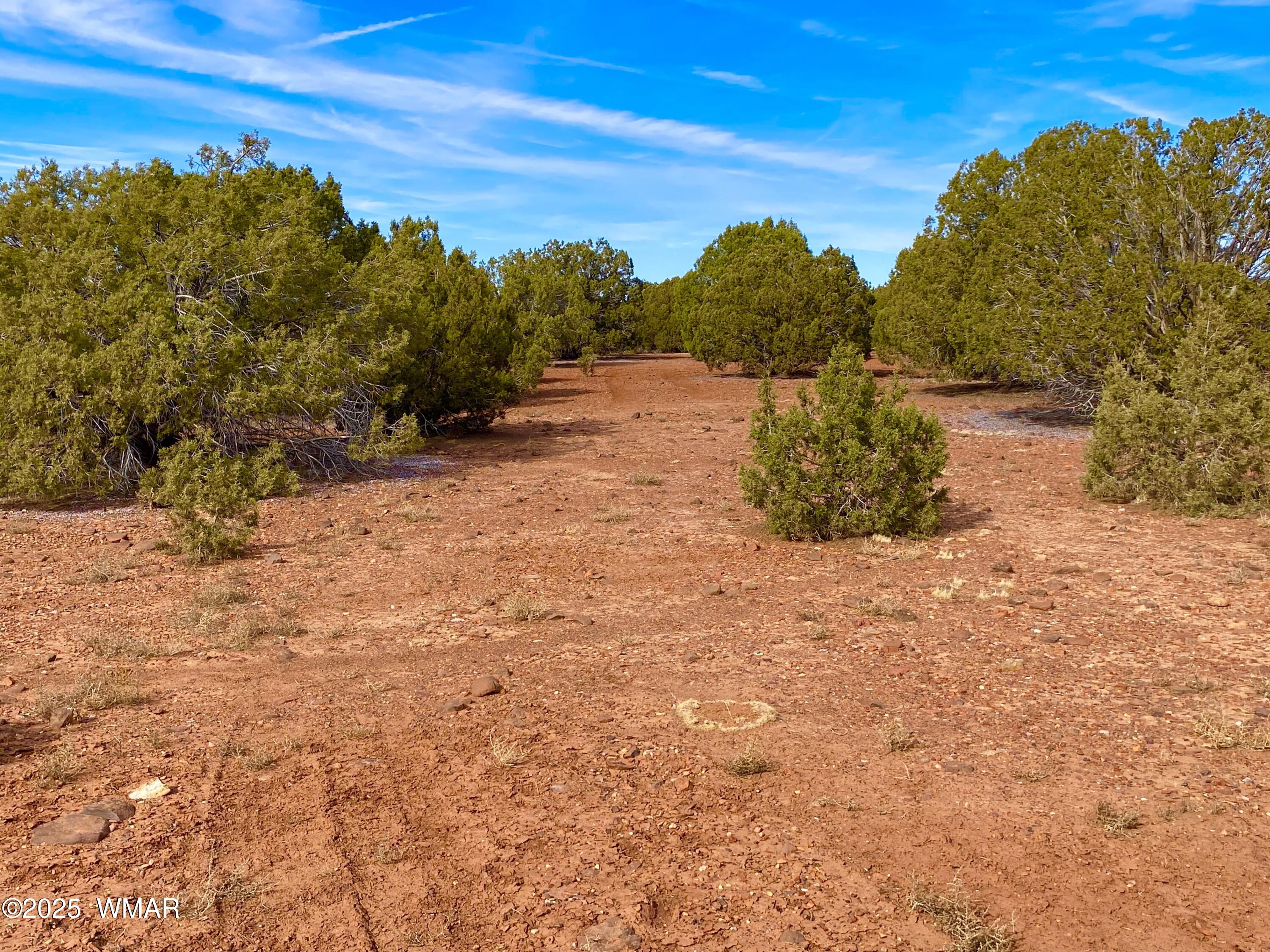 8271 Concho Az 85924 Show Low, AZ 85901 - Photo 12 of 18 a view of a yard with a tree