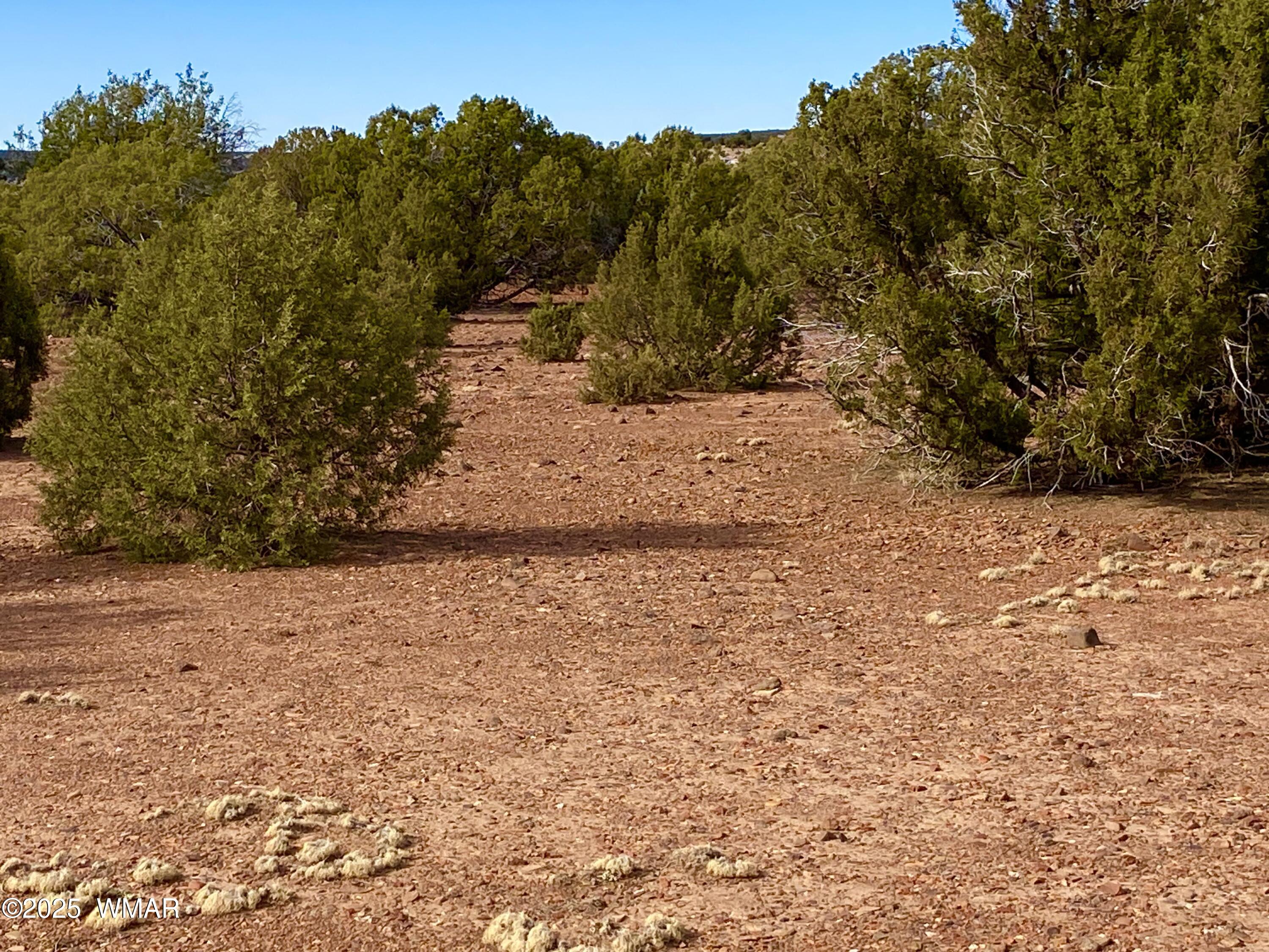 8271 Concho Az 85924 Show Low, AZ 85901 - Photo 16 of 18 a view of a yard