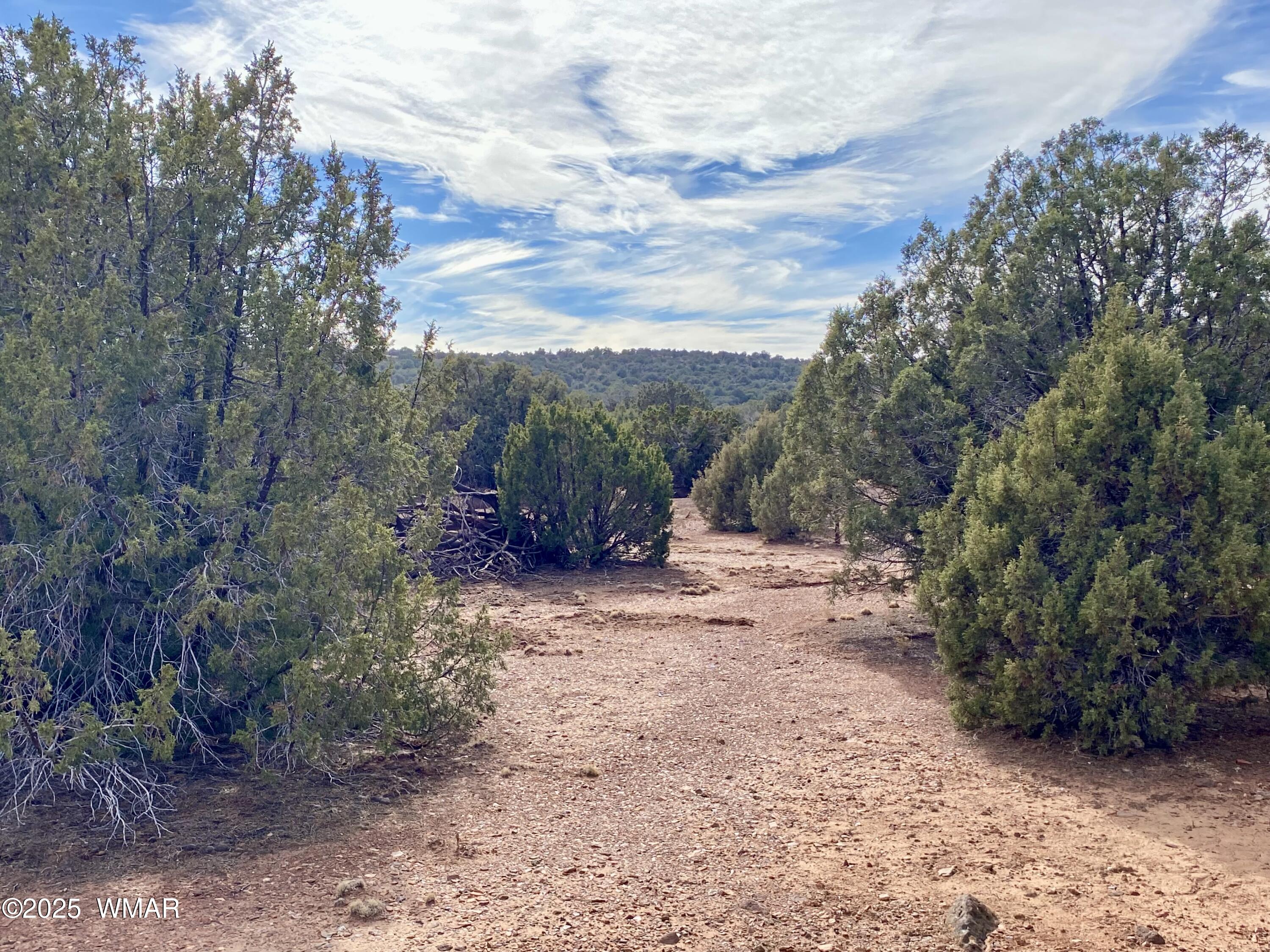 8271 Concho Az 85924 Show Low, AZ 85901 - Photo 10 of 18 a view of a dry yard with trees