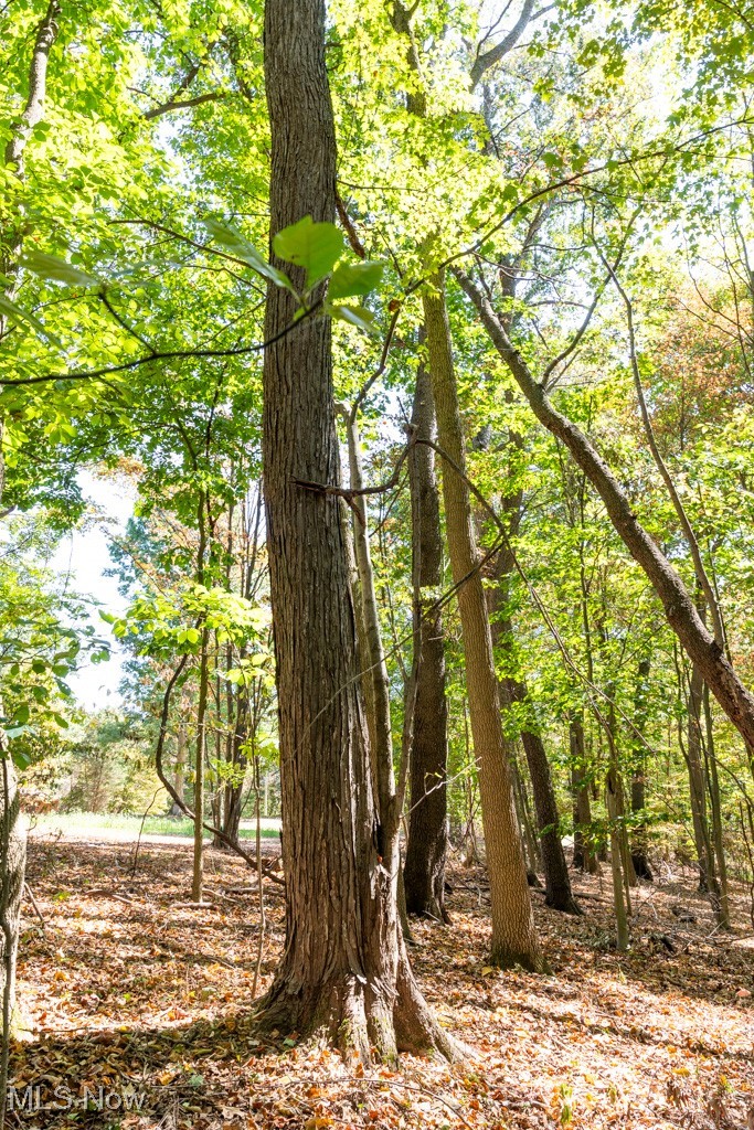 7281 Crowder Road Southwest Sherrodsville, OH 44675 - Photo 12 of 36 View of local wilderness