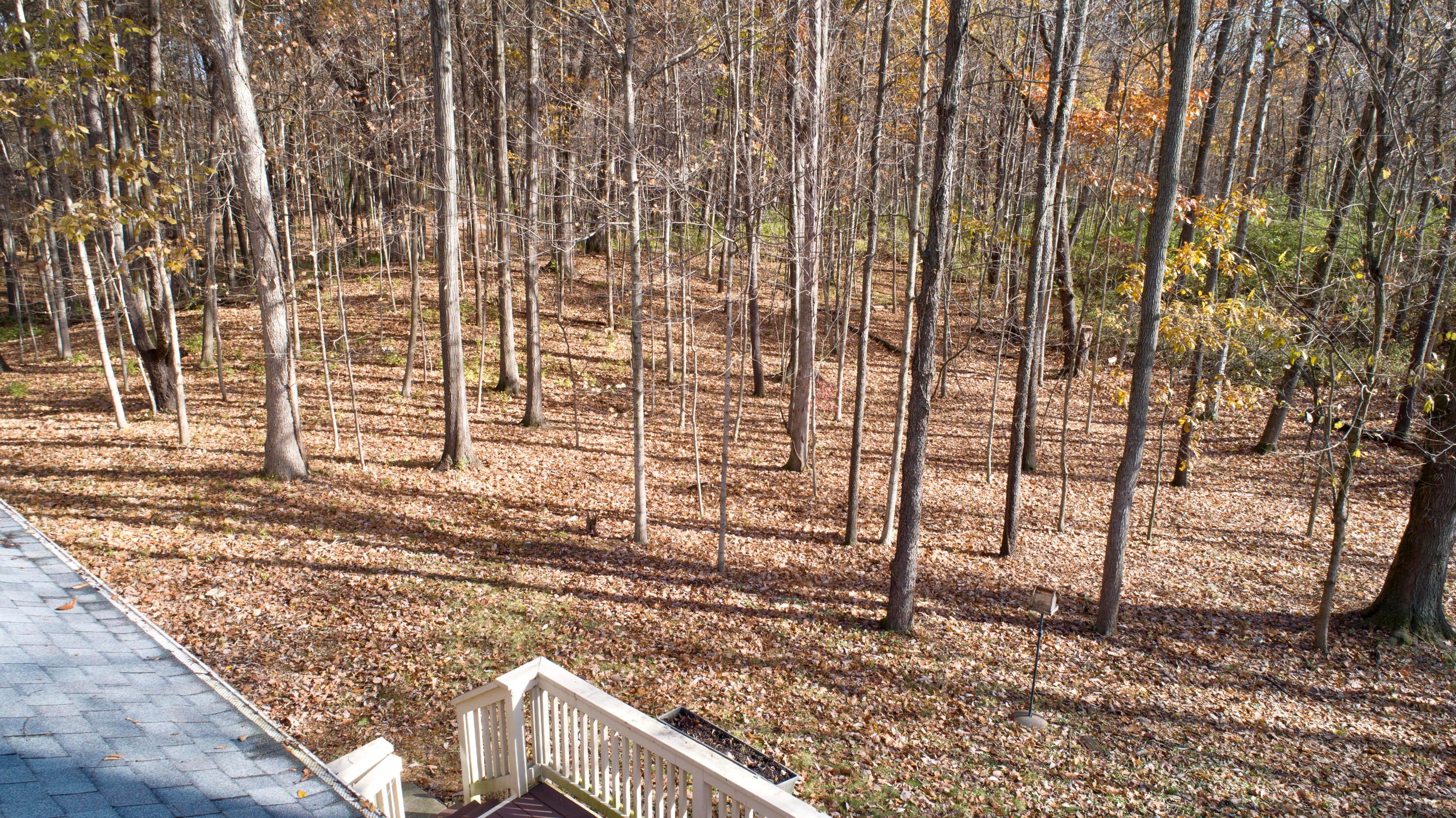 3880 Fry Road Ostrander, OH 43061 - Photo 5 of 82 Backyard woods.