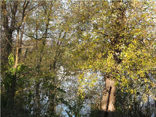 16512 Dixie Beach Road West Point, KY 40177 - Photo 3 of 3 Additional Photo