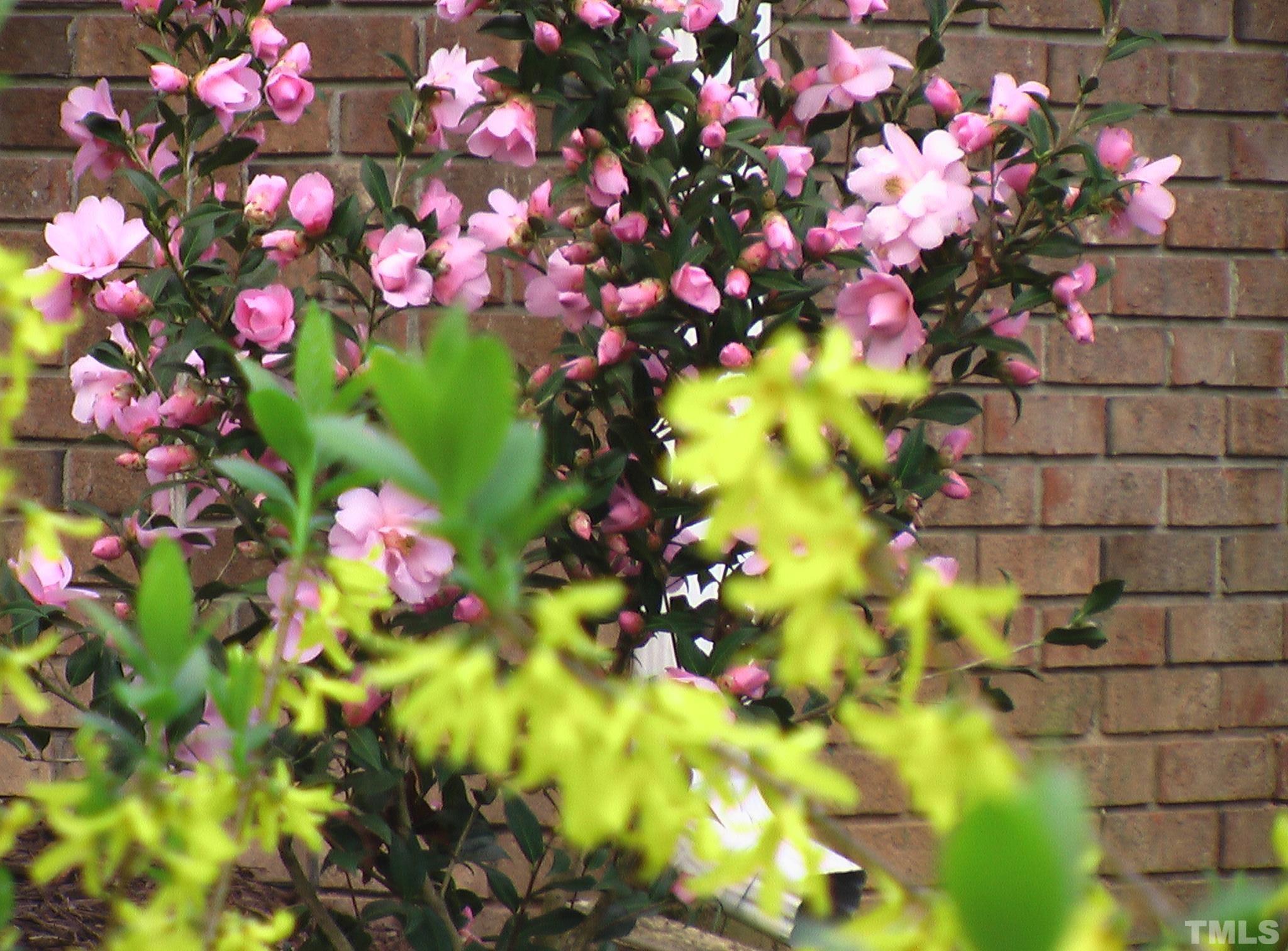 5505 Knollwood Road Raleigh, NC 27609 - Photo 30 of 33 a view of a flower