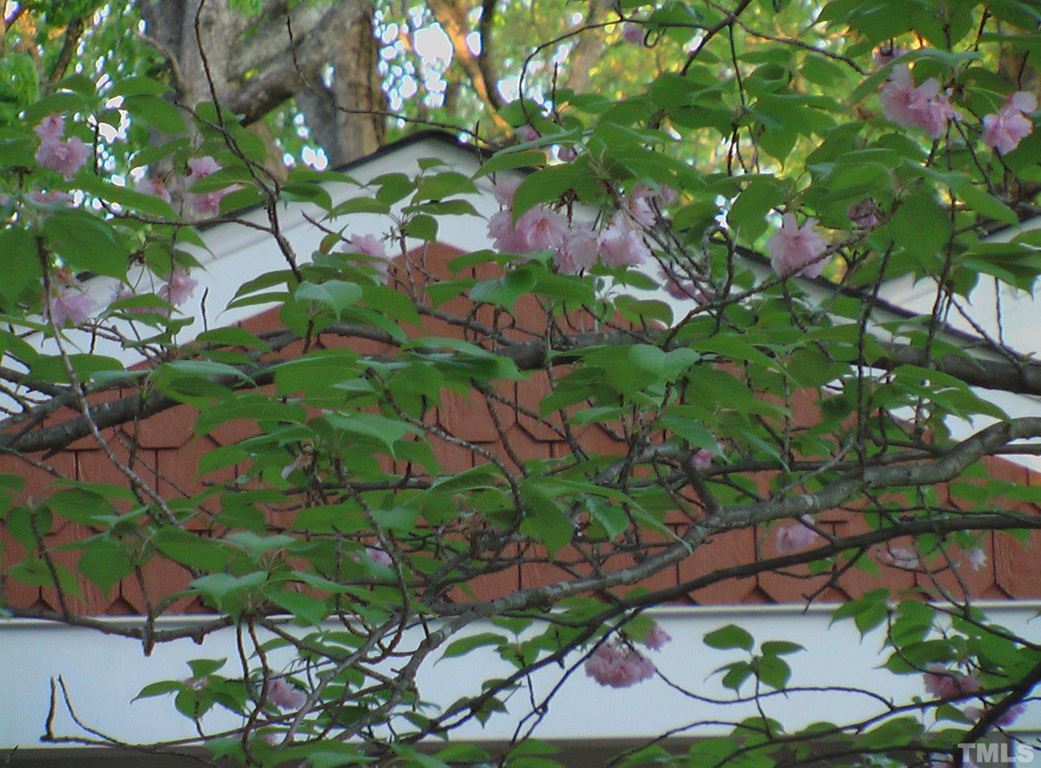 5505 Knollwood Road Raleigh, NC 27609 - Photo 31 of 33 a view of flowers in a yard