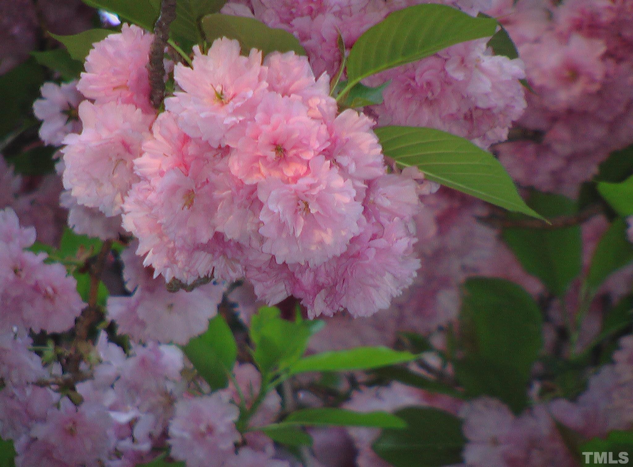 5505 Knollwood Road Raleigh, NC 27609 - Photo 32 of 33