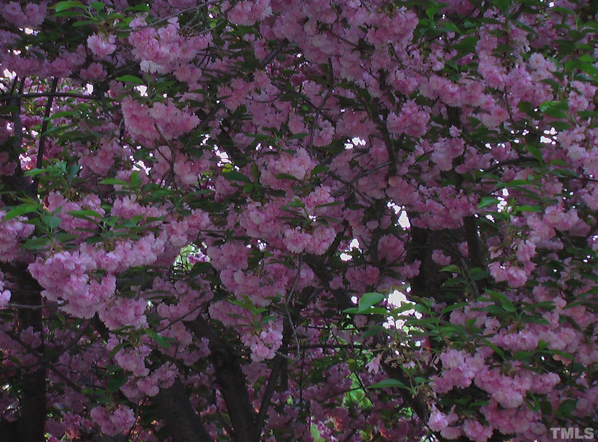 5505 Knollwood Road Raleigh, NC 27609 - Photo 33 of 33 a view of a tree