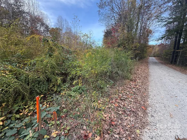 a view of a forest with a tree