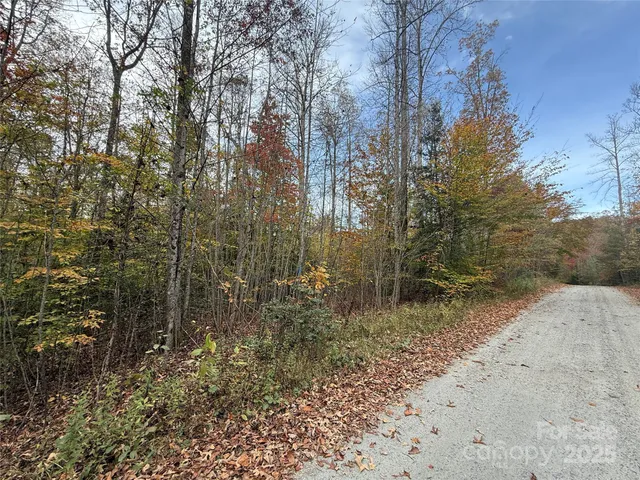 a view of a dry yard with trees and bushes