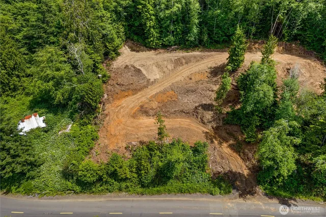 a view of a yard with plants and large trees