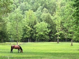152 Ridge Point Road Jamestown, TN 38556 - Photo 14 of 24 152 Pasture Oz