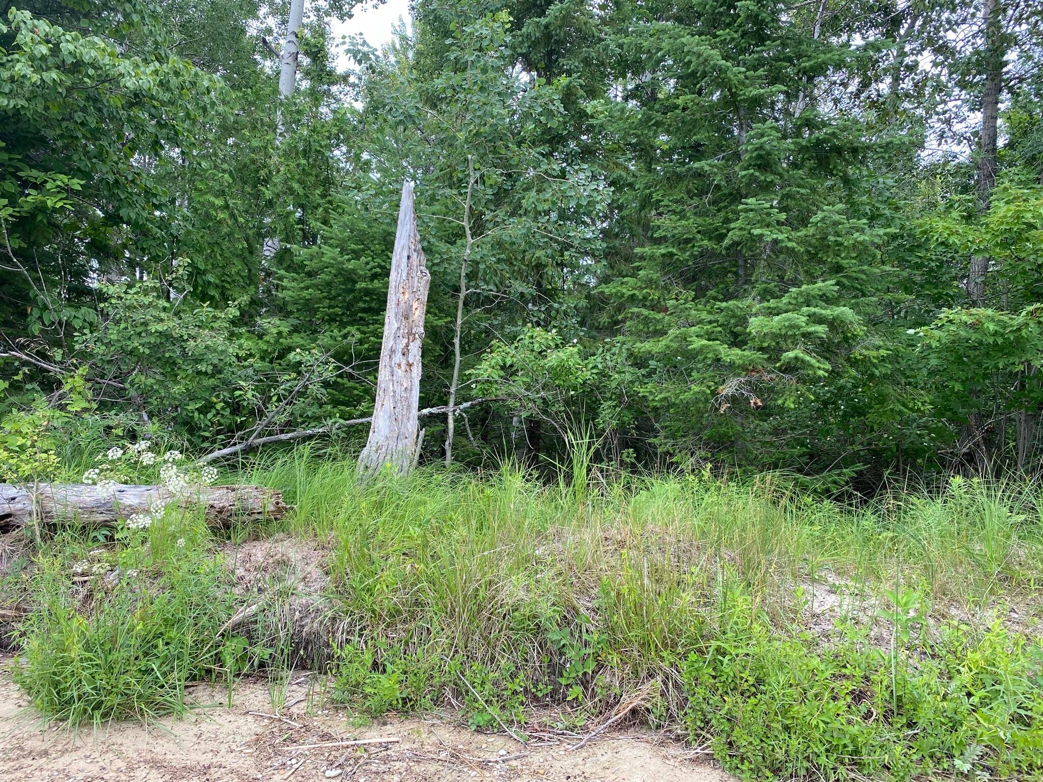 7351 McDonald Road Cheboygan, MI 49721 - Photo 6 of 12 Gallery Image 6