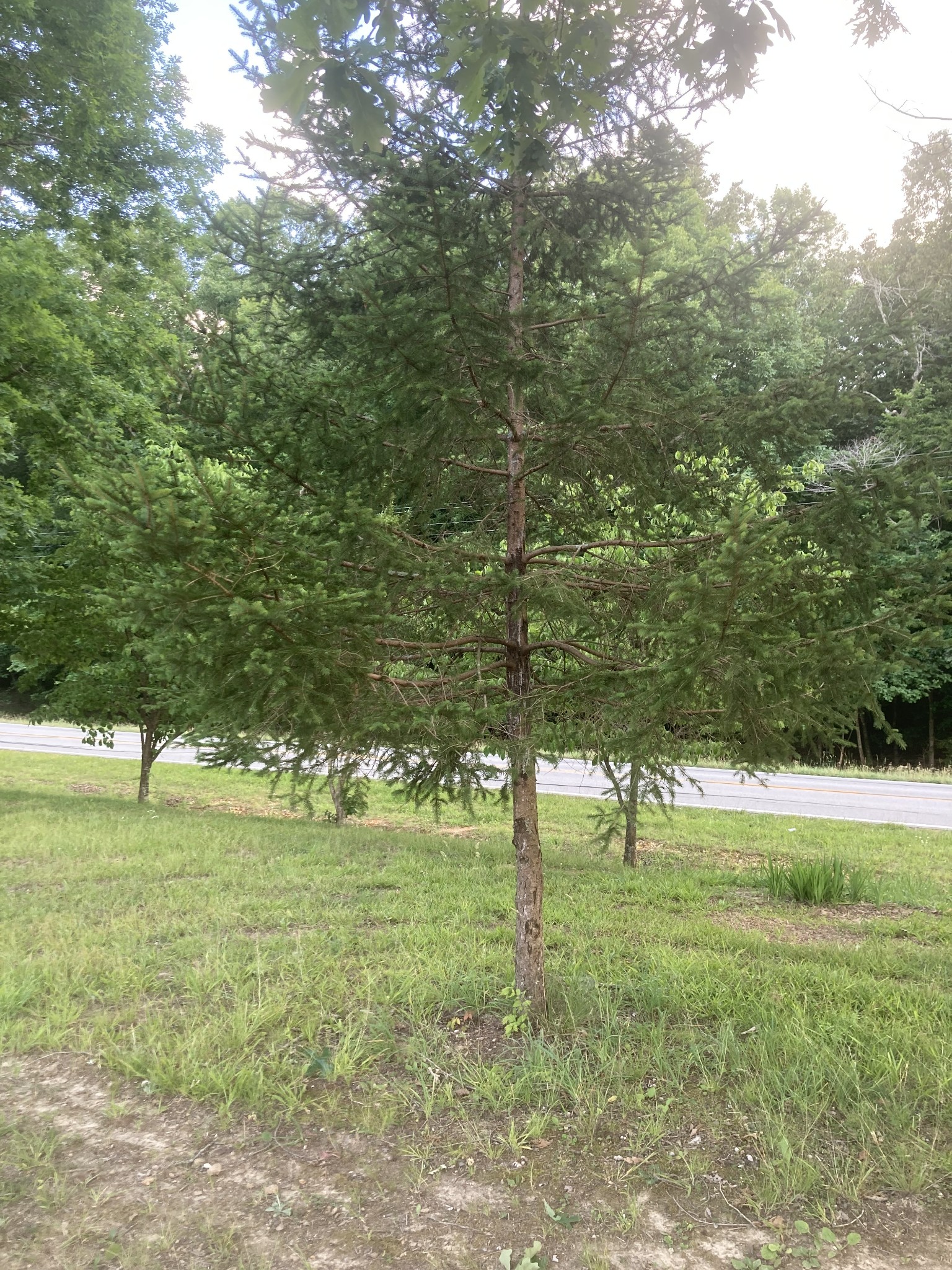 4516 Mansford Road Winchester, TN 37398 - Photo 27 of 53 a view of lawn chairs and yard