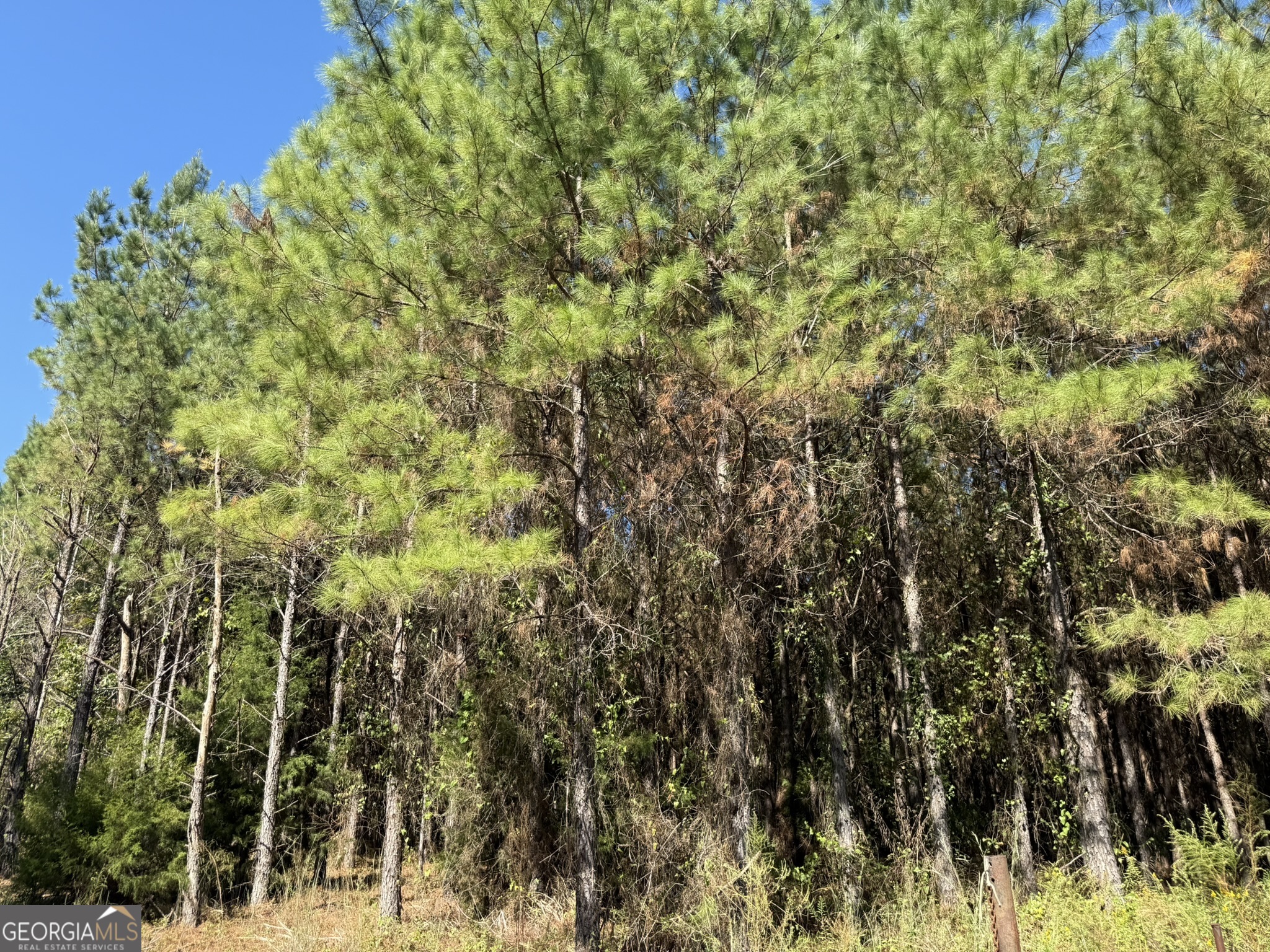 9 Mt Zion Road Gordon, AL 36343 - Photo 14 of 15 a view of a yard