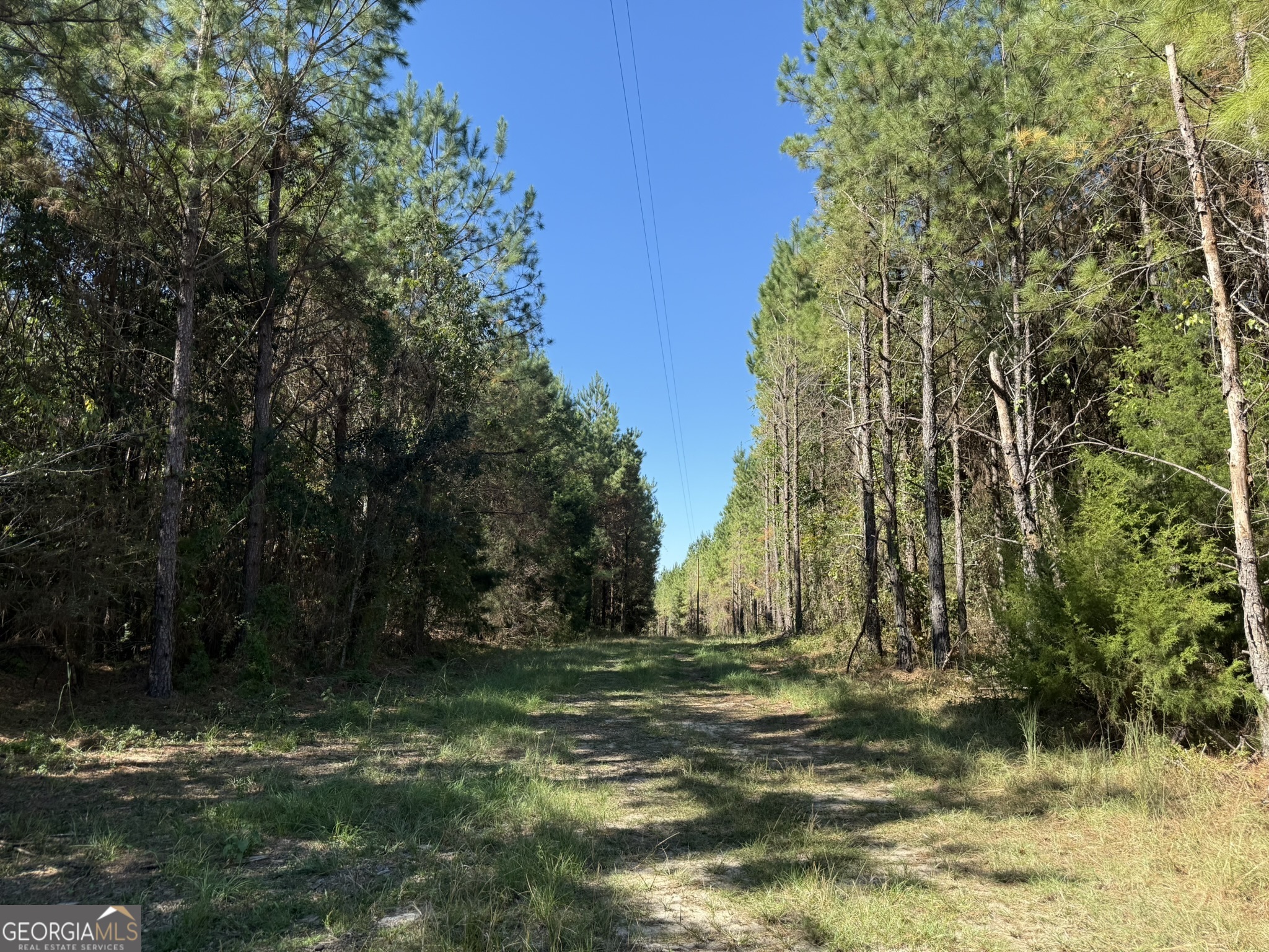 9 Mt Zion Road Gordon, AL 36343 - Photo 15 of 15 a view of backyard with green space