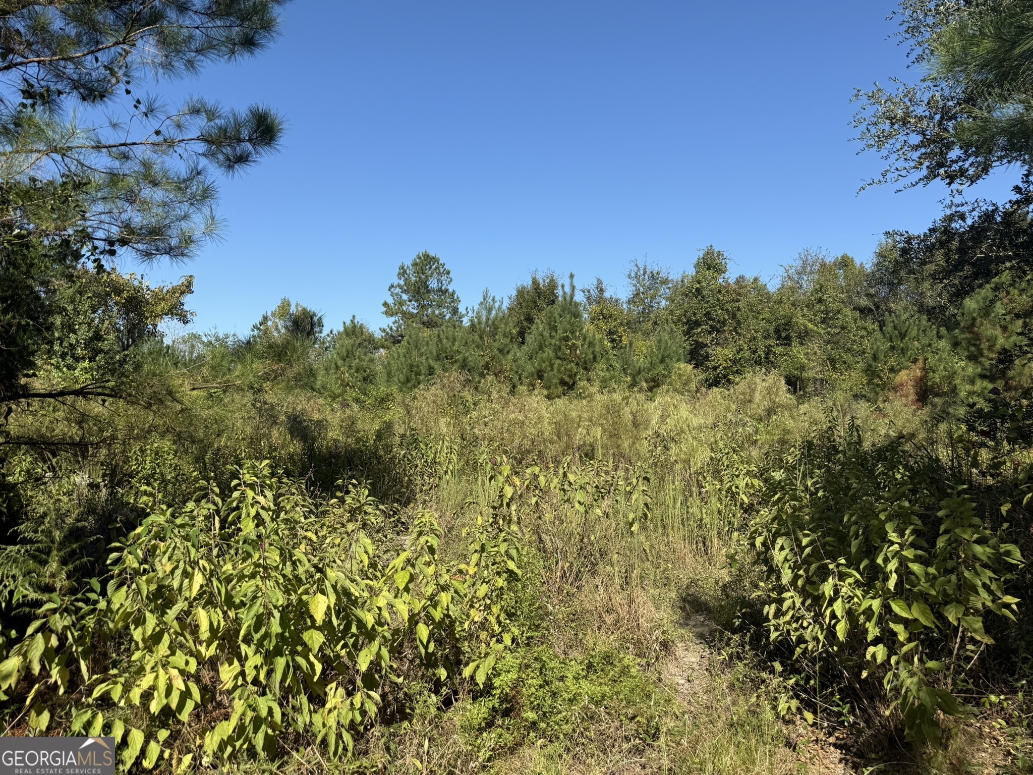 9 Mt Zion Road Gordon, AL 36343 - Photo 2 of 15 a view of a yard
