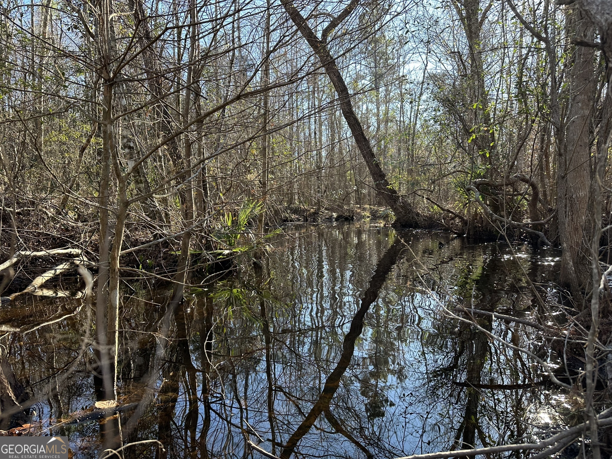 9 Mt Zion Road Gordon, AL 36343 - Photo 4 of 15 a picture of tree