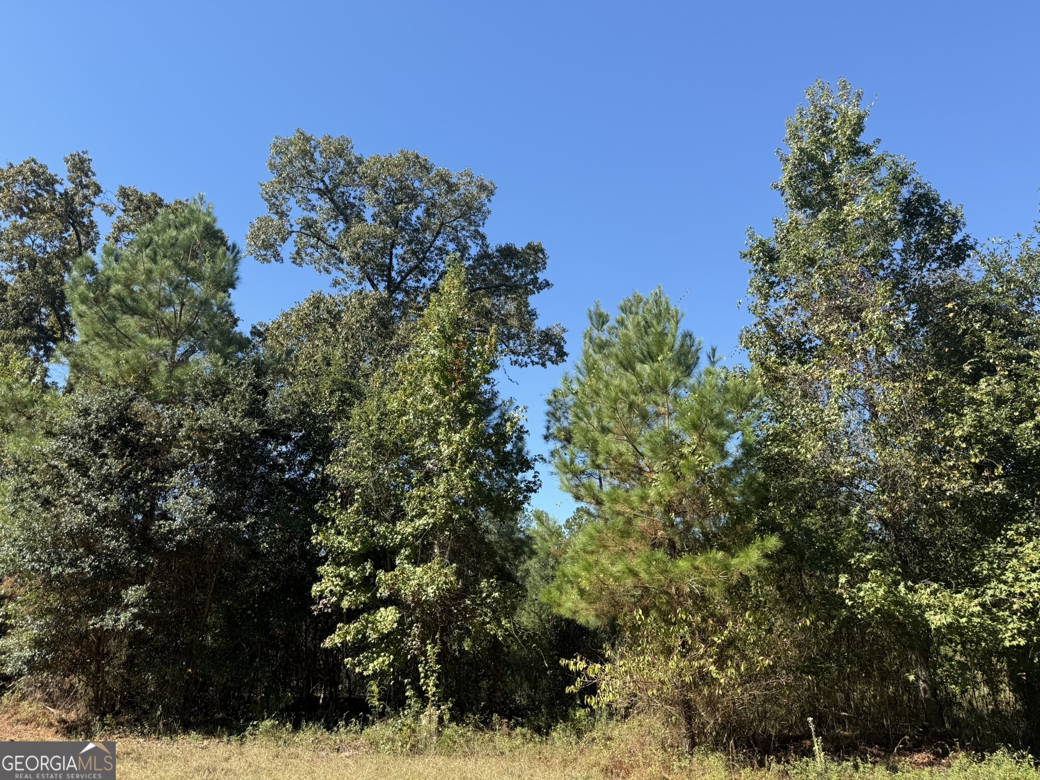 9 Mt Zion Road Gordon, AL 36343 - Photo 7 of 15 a view of a house with a tree