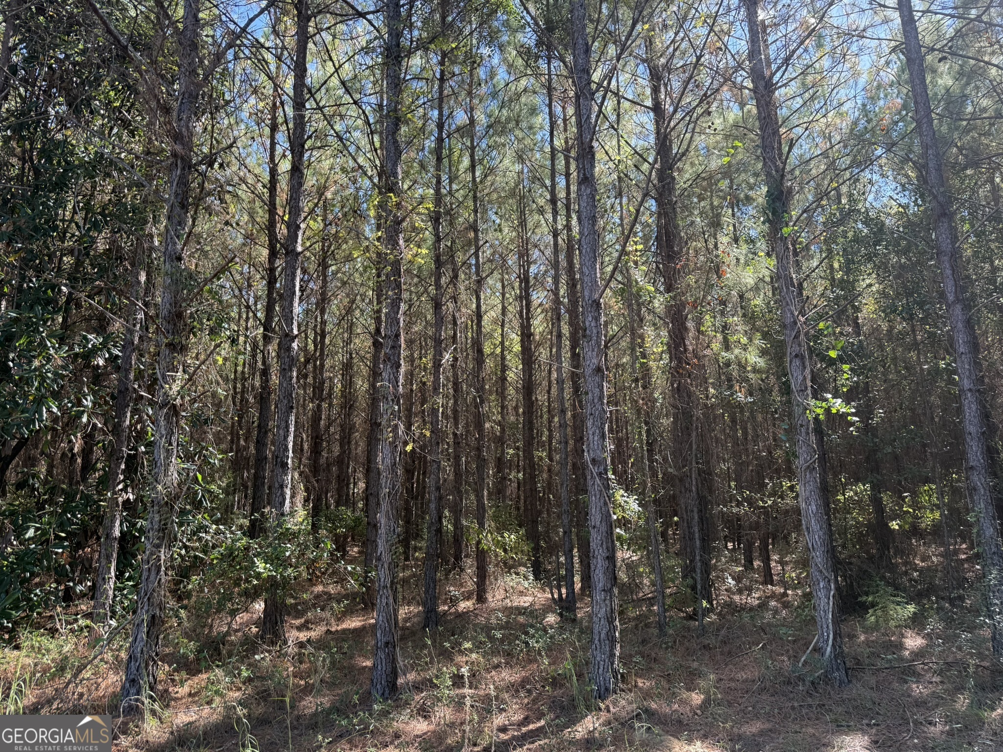9 Mt Zion Road Gordon, AL 36343 - Photo 8 of 15 a view of forest