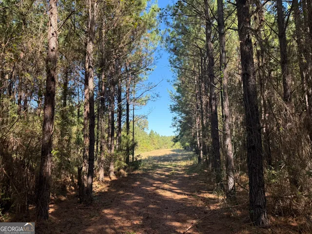a view of a yard with a tree