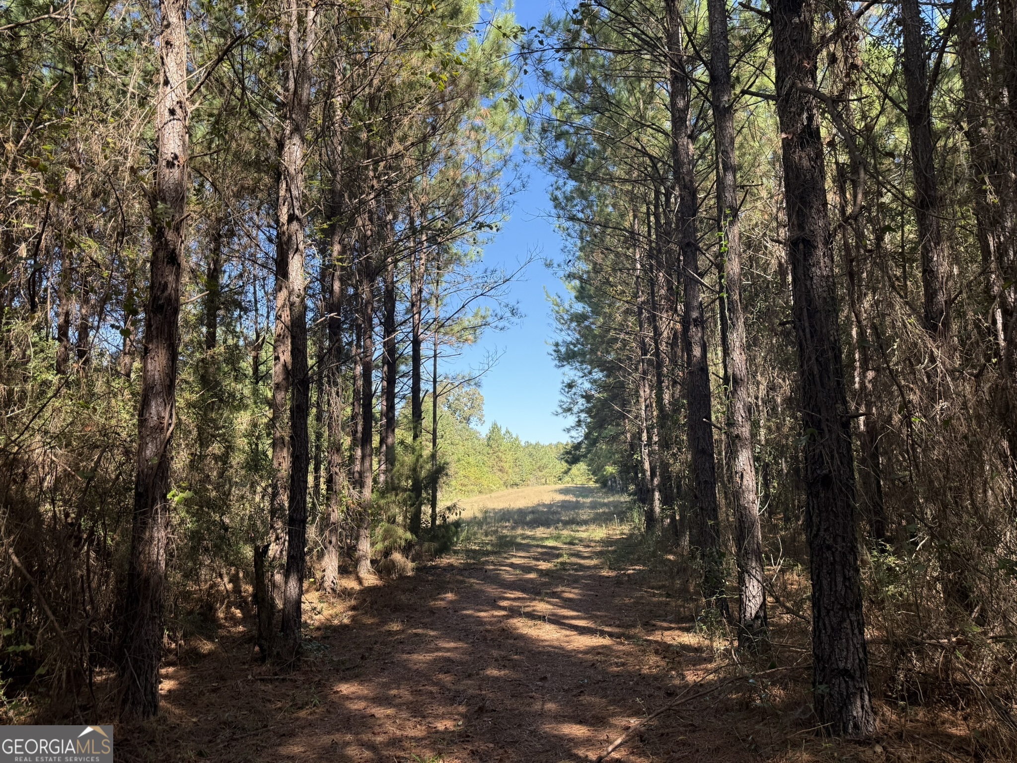 9 Mt Zion Road Gordon, AL 36343 - Photo 10 of 15 a view of a yard with a tree