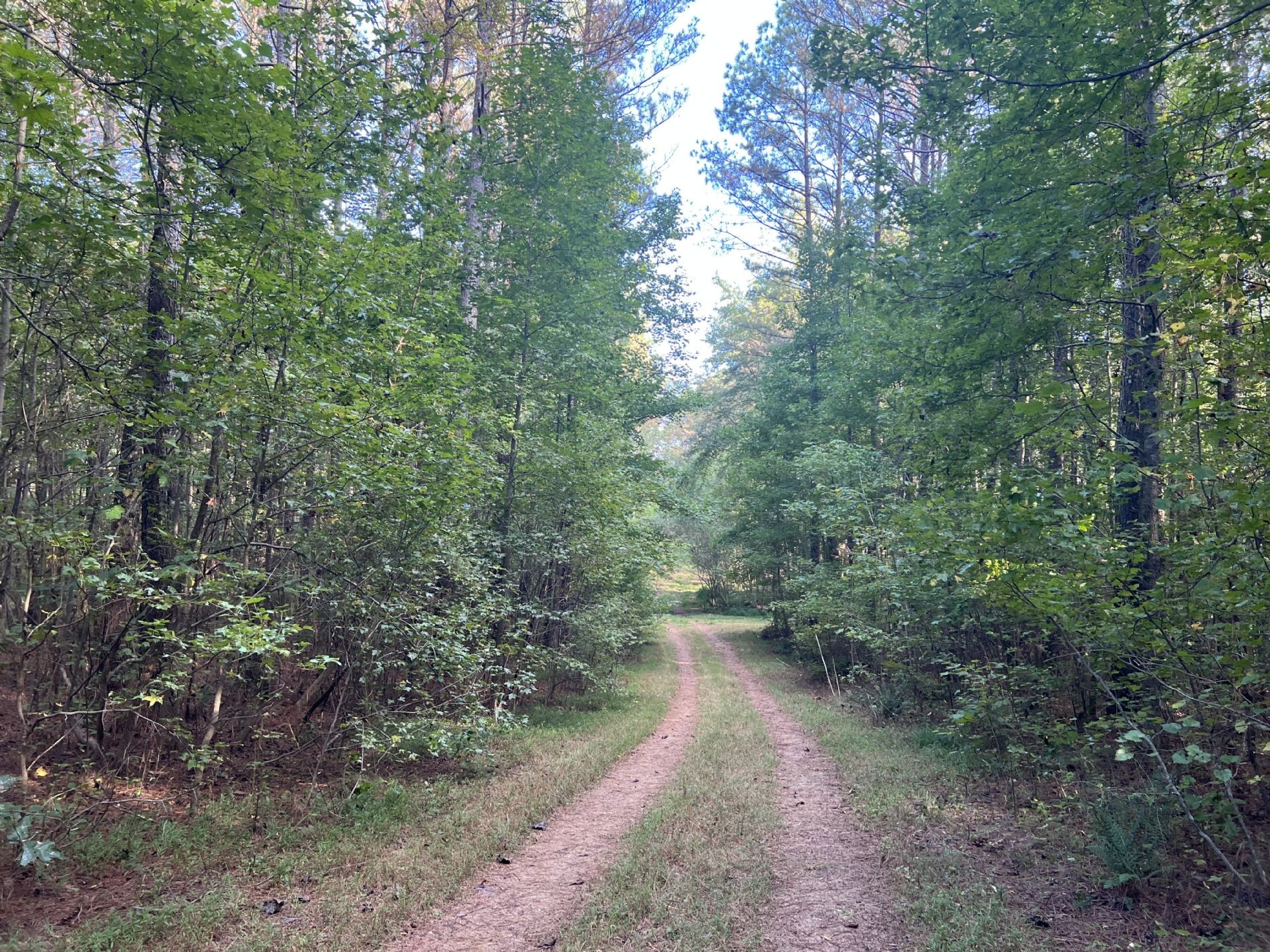 a view of a forest with trees in the background