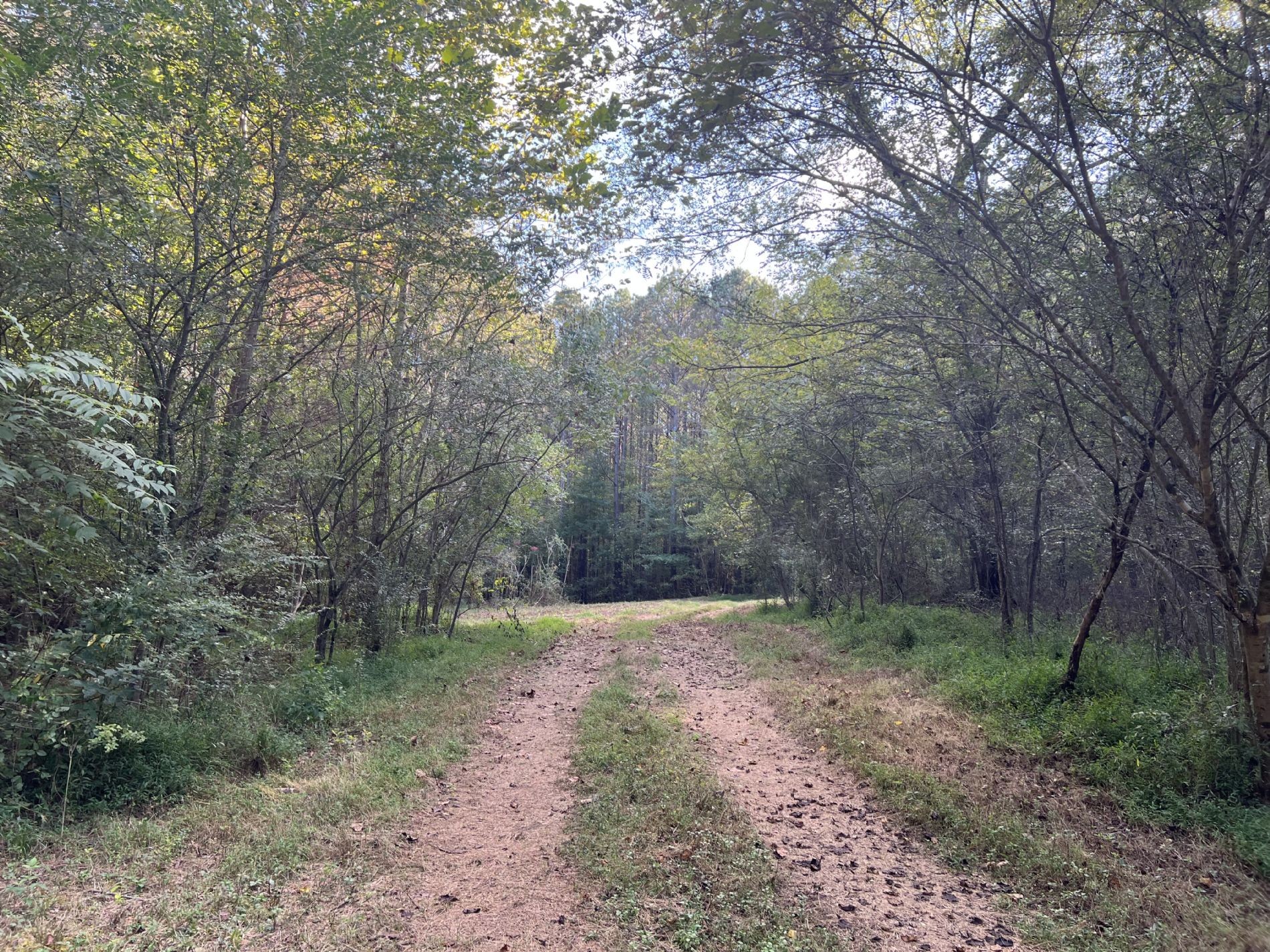 840 Turnpike Road Lawrenceburg, TN 38464 - Photo 2 of 10 a view of a forest with trees in the background
