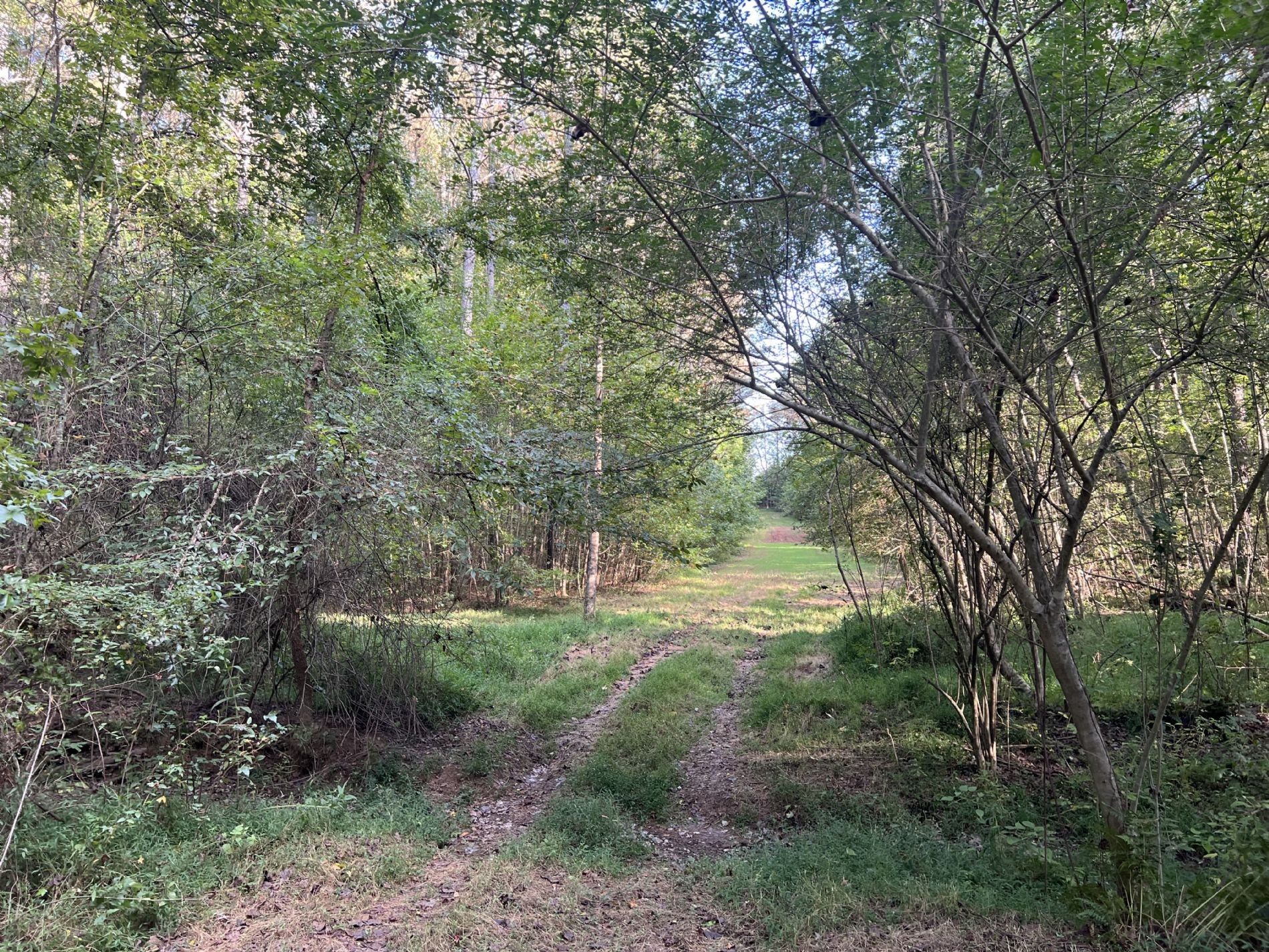 840 Turnpike Road Lawrenceburg, TN 38464 - Photo 4 of 10 a big yard with lots of green space and trees