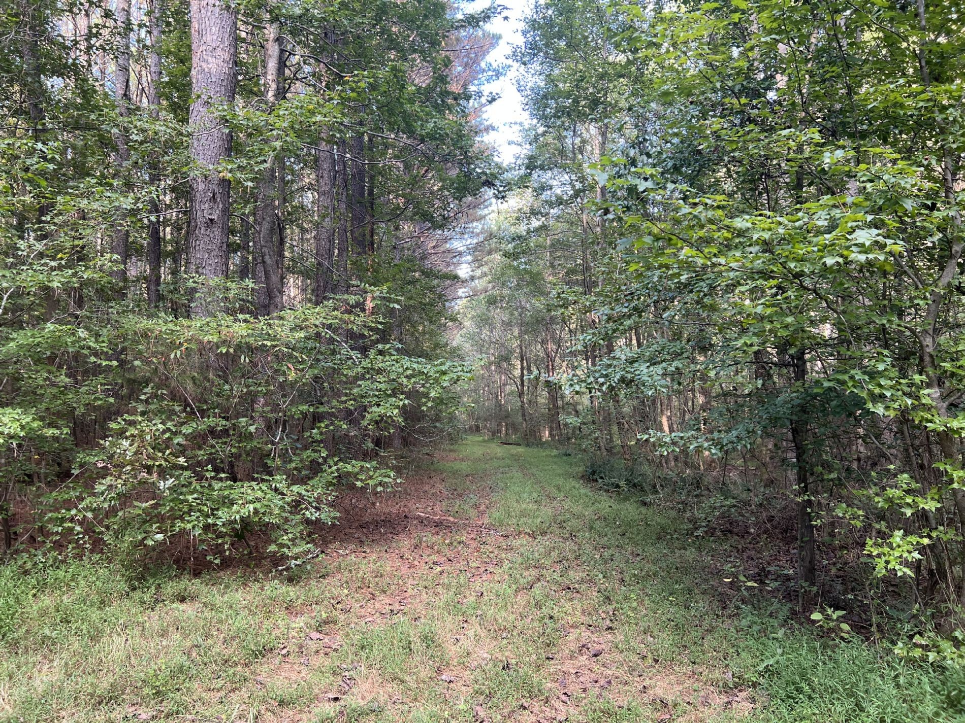 840 Turnpike Road Lawrenceburg, TN 38464 - Photo 5 of 10 a view of a forest with trees in the background