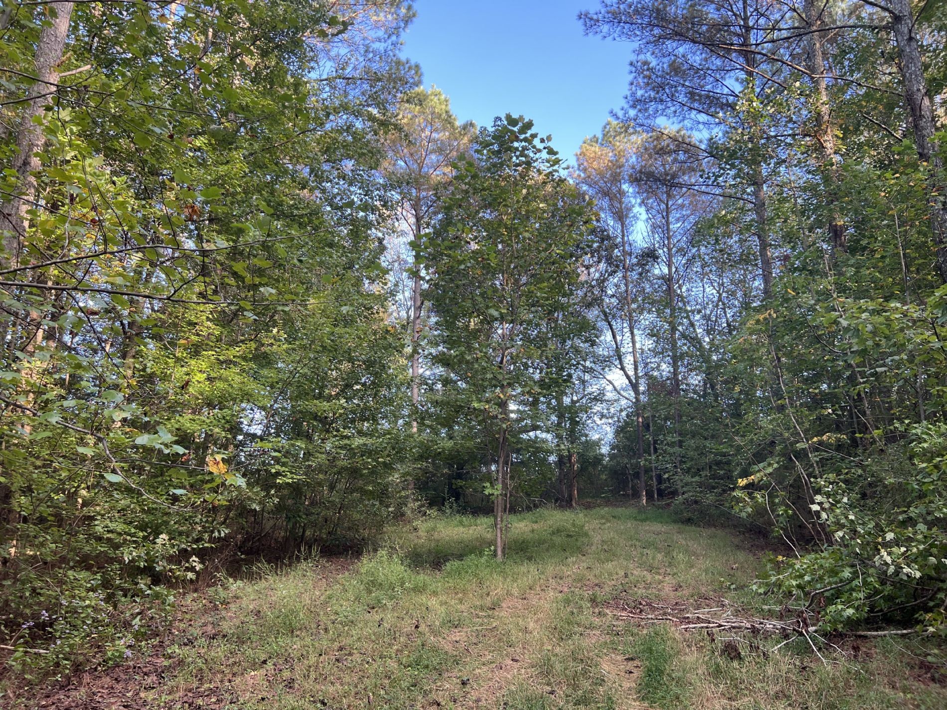840 Turnpike Road Lawrenceburg, TN 38464 - Photo 6 of 10 a view of a forest with a tree