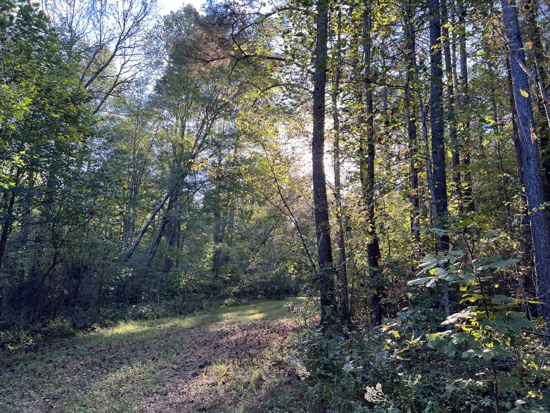 840 Turnpike Road Lawrenceburg, TN 38464 - Photo 7 of 10 a view of a forest filled with trees
