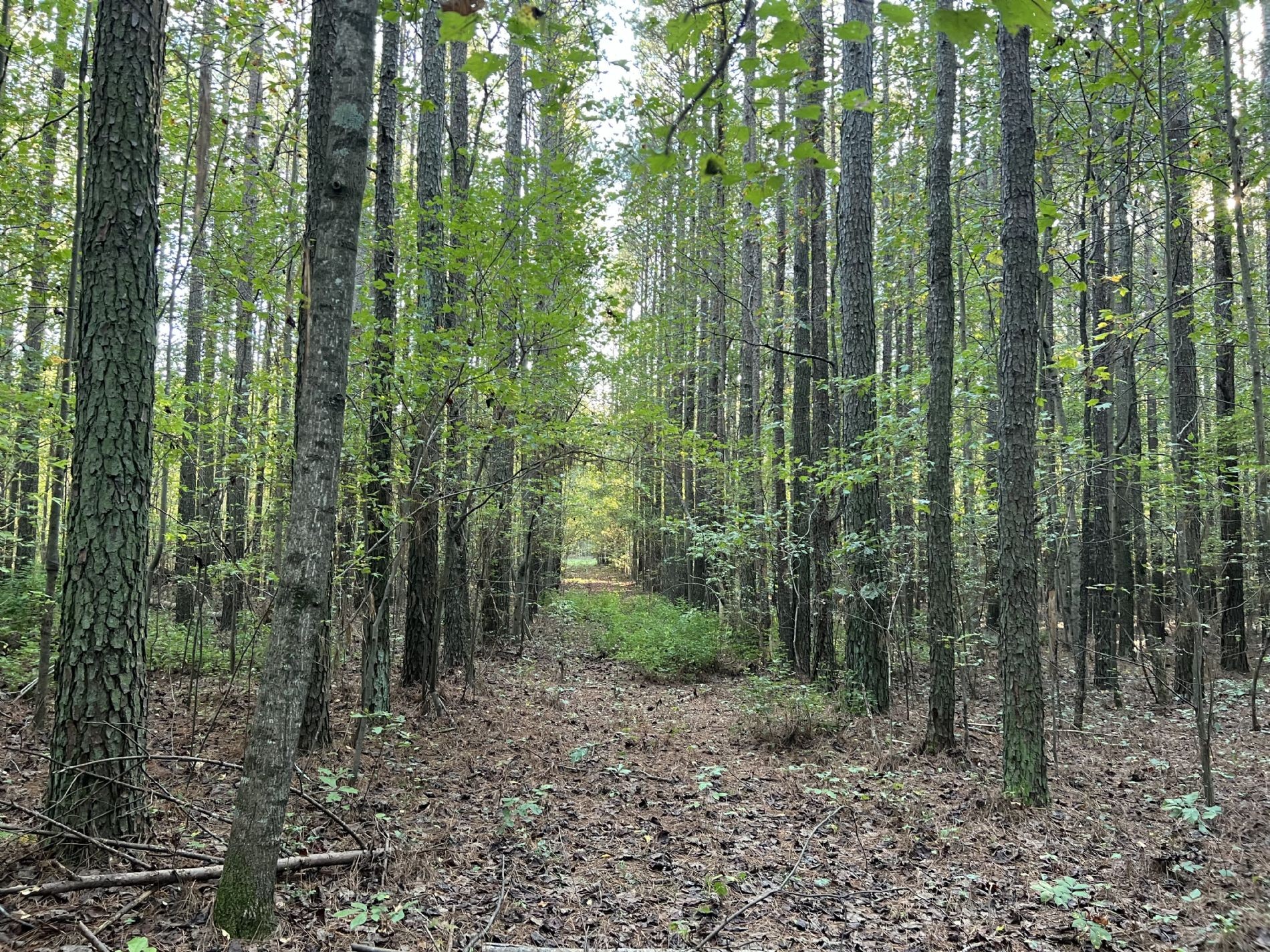 840 Turnpike Road Lawrenceburg, TN 38464 - Photo 8 of 10 a view of a forest with trees