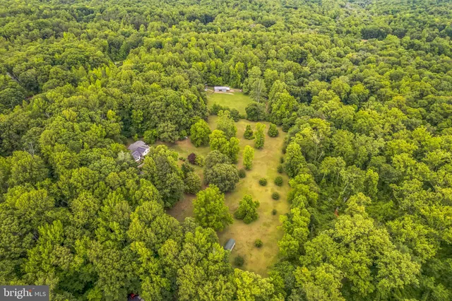 a view of a big yard with plants and large trees