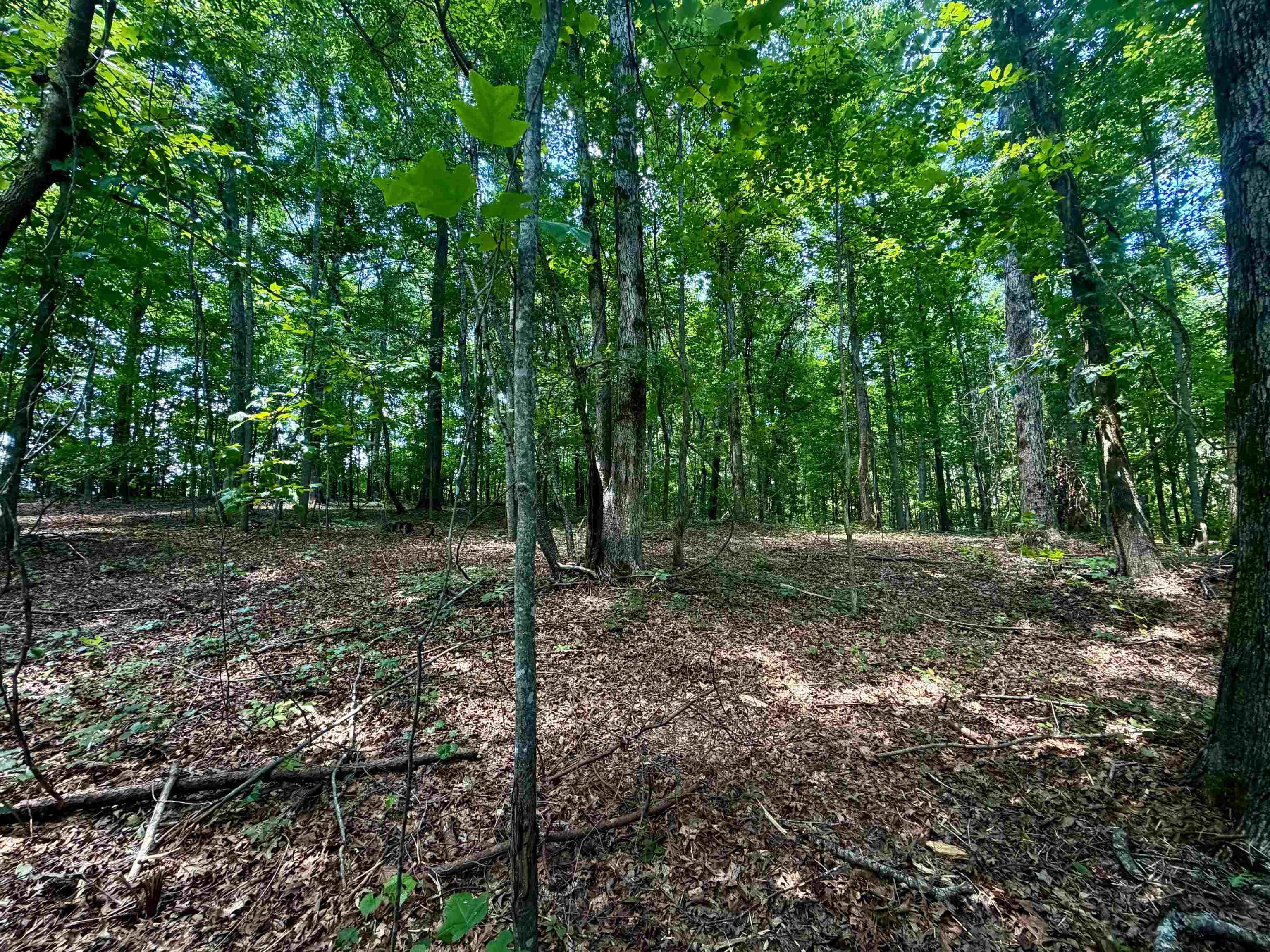 40.37-ac Smyrna Road Somerville, TN 38068 - Photo 9 of 16