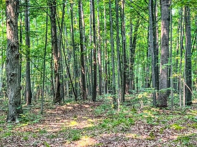 5495 West Clarence Road Harrison, MI 48625 - Photo 21 of 44