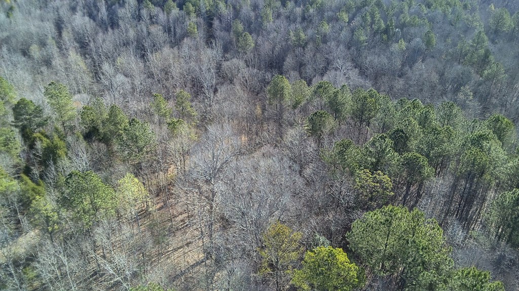 Lot 6 Boyds Mill Pond Road Laurens, SC 29360 - Photo 3 of 11