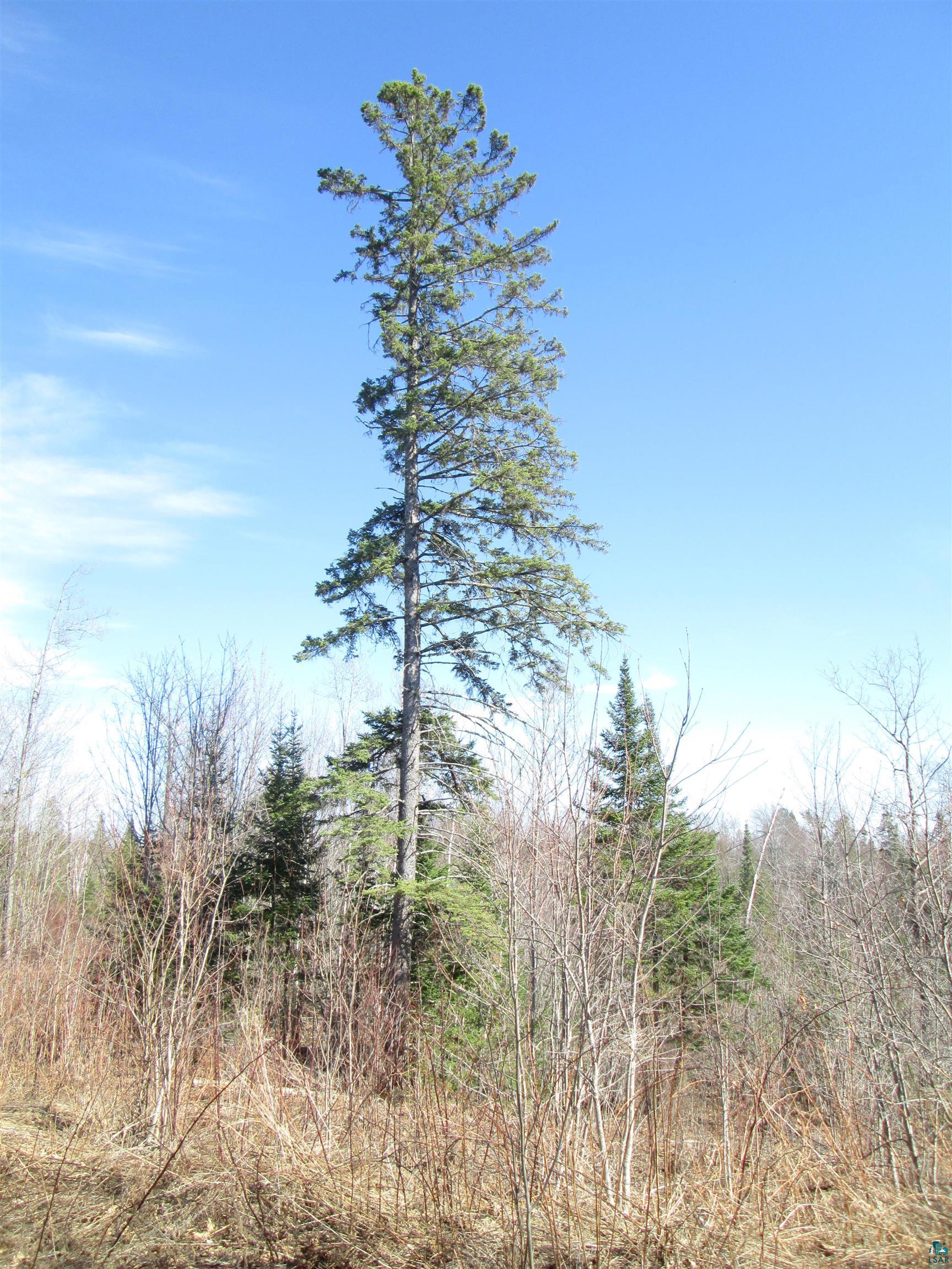 Lot 1-40 Acres County Road South Range, WI 54874 - Photo 22 of 30