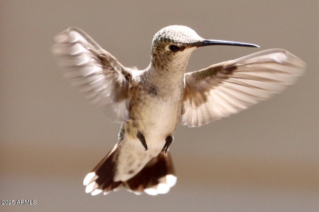 912 West Madera Lane Payson, AZ 85541 - Photo 35 of 62 34